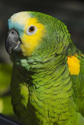Read Blue-Fronted Amazon Parrot Journal: 150 Page Lined Notebook/Diary -  file in ePub