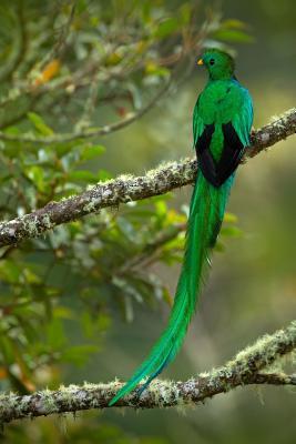 Full Download Resplendent Quetzal (Pharomachrus Mocinno) in Costa Rica Bird Journal: 150 Page Lined Notebook/Diary -  | PDF