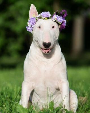 Download Bull Terrier: Artified Pets Journal/Notebook/Diary, 8 by 10 and 160 Pages -  | PDF