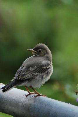 Download Adorable Little Wagtail Bird Journal: 150 Page Lined Notebook/Diary -  | ePub