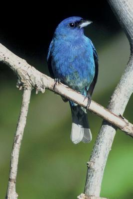 Read Online Indigo Bunting Bird Journal: 150 Page Lined Notebook/Diary -  file in PDF