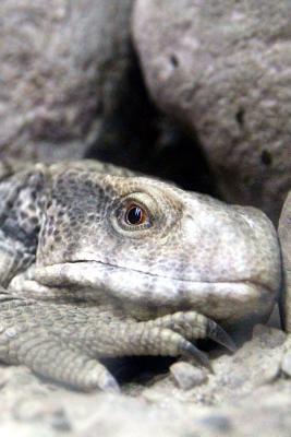 Read Cape Monitor Lizard Blending Right in Journal: 150 Page Lined Notebook/Diary - file in ePub